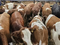 Bulle, Simmental cattle — Foto 1