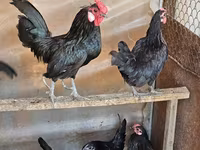 Chickens — foto 4