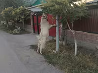 Capra, Saanen goat — foto 2