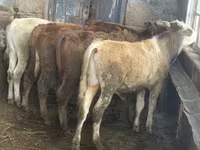 Boğa, Sığır — foto 6
