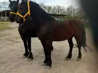 Aygır, Friesian — foto 4