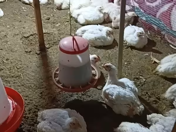 Quails