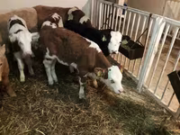 گاو نر, Simmental cattle — عکس 3