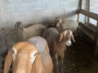 Oaie, Arashan sheep — foto 2