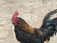 Japansk Bantam — foto 5
