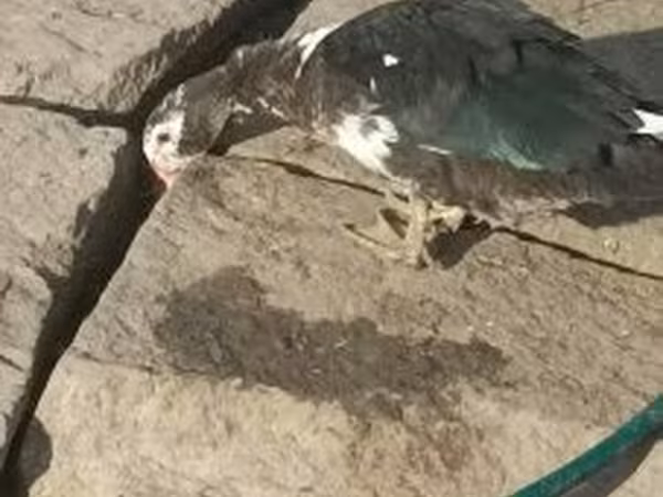 Šedá a šedě strakatá dánská husa