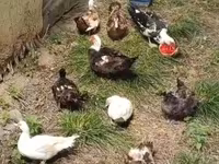 Domestic Muscovy — sawirka 1