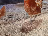 Chickens — عکس 2