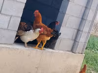 Ջերսի Ջայանտ — լուսանկար 6