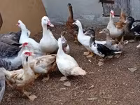 Ducks — foto 2