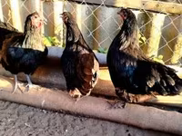 Australorp — fotografija 5