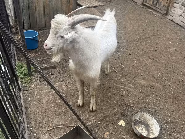Billy Goat, Saanen goat — Kyrgyzstan