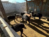 كبش, الأغنام — الصورة 3