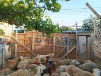 قوچ, گوسفند — عکس 4