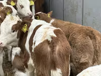 گاو و گوساله (گروه، جنسیت مشخص نشده), Russian Black pied cattle — عکس 7