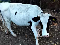 گاو ماده, Russian Black pied cattle — عکس 1