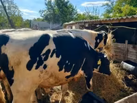 Bulle, Russian Black pied cattle — Foto 3