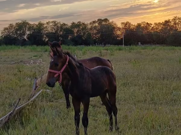 Aygır, Arabian horse