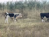ወንድ በሬ, Kazakh White-headed cow — ፎቶ 2