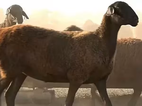 Qoʻy, Edilbay sheep — Rossiya