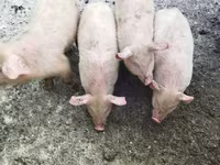 Porci (lot, sex nespecificat), Мини-пиг — foto 2