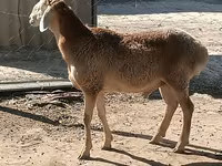 میش, گوسفند — عکس 2