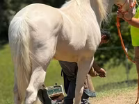 Kůň, Kentucky mountain daddle horse — foto 6