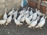 Turkeys — Foto 3