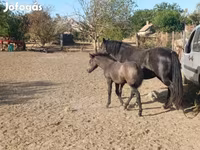 Faras dhaddig, Horses — sawirka 1