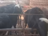 Domba jantan, Sheep — foto 4