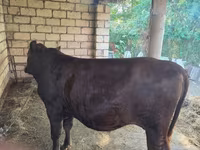 گاو نر, گاو — عکس 2