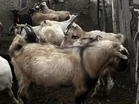 Keçi, Alpine goat — foto 2
