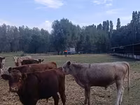 گاو نر, نژاد آولی‌اکول — عکس 8