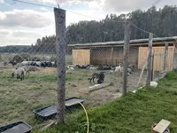 كبش, Romanov sheep — الصورة 6