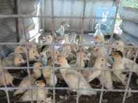 Ducks — Foto 2
