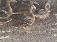 Ducks — عکس 3
