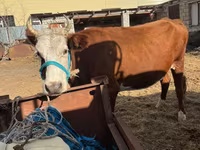 Krava, Latvian Blue cattle — foto 1
