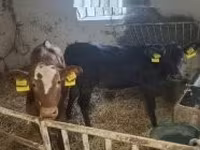ላም, Limousin cow — ፎቶ 3