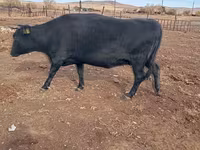 Sapi, Latvian Blue cattle — foto 2