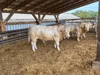 Lembu jantan, Charolais cattle — foto 1