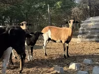 Owca, Cameroon sheep — zdjęcie 1