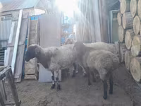 بھیڑ, بھیڑیں — تصویر 1