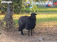 Ovelha, Racka sheep — foto 3