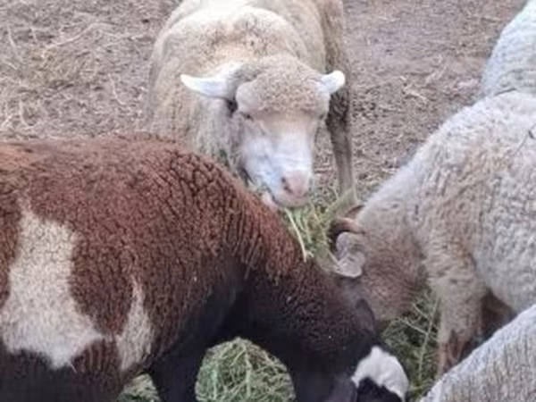Får, Merino sheep