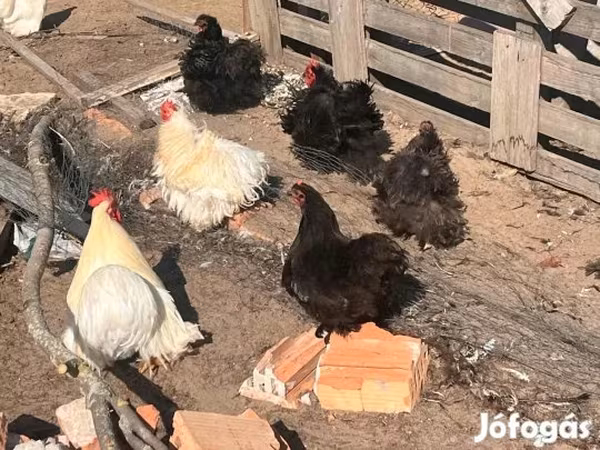 ペキン・バンタム