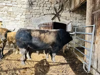 گاو ماده, Aubrac cattle — عکس 1