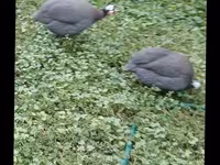Chickens — عکس 3