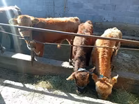 Bulle, Swiss cattle — Foto 3