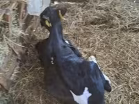 วัวตัวผู้, Russian Black pied cattle — รูปภาพ 1