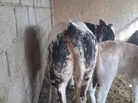 Сиыр, Бельгиялық көк — 3-сурет